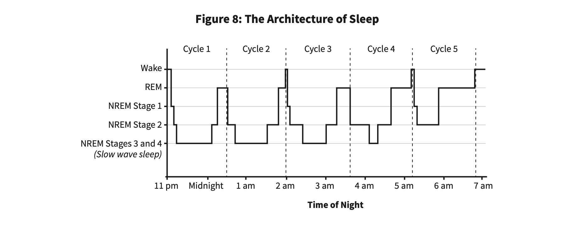 Why We Sleep — typical sleeping pattern