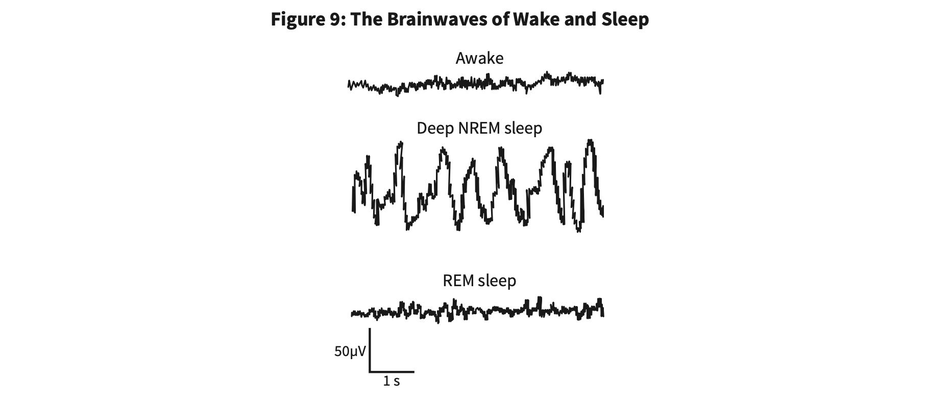 Why We Sleep — NREM and REM across the night